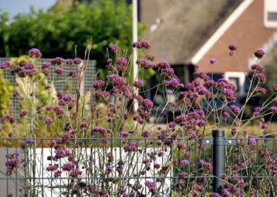 Foto BLOG Pagina Blogpagina DSM Dubbelstaafmathekwerk Staafmat 840 pix | Consepto Hekwerk