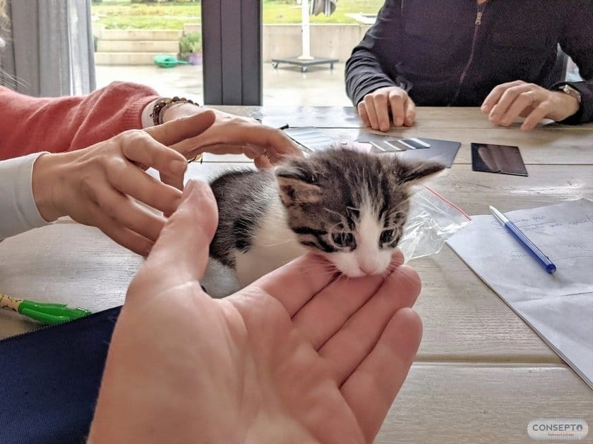 Klantbezoek inmeten overleg hekwerk en poorten kat kitten aandacht voor mens en dier | Consepto Hekwerk